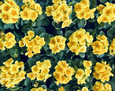 Bitki yetiştirme odasında güzel renkli çuha çiçekleri. Bahar çiçekleri. Tam üstte.