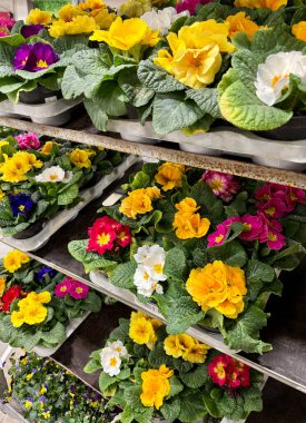 Bitki yetiştirme odasında güzel renkli çuha çiçekleri. Bahar çiçekleri. Tam üstte.