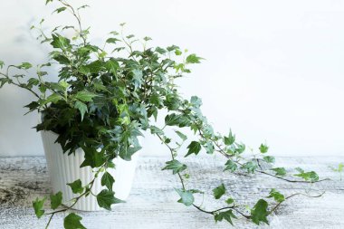 Beyaz ahşap bir masada izole edilmiş bir tencerede yeşil sarmaşık bitkisi. Dekoratif bitki. Ev işleri konsepti. Boşluğu kopyala.