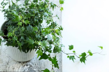 Beyaz ahşap bir masada izole edilmiş bir tencerede yeşil sarmaşık bitkisi. Dekoratif bitki. Ev işleri konsepti. Boşluğu kopyala.