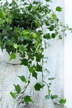 Beyaz ahşap bir masada izole edilmiş bir tencerede yeşil sarmaşık bitkisi. Dekoratif bitki. Ev işleri konsepti. Boşluğu kopyala.