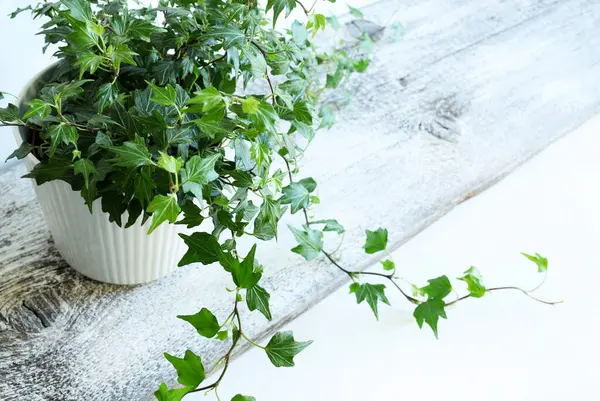 Beyaz ahşap bir masada izole edilmiş bir tencerede yeşil sarmaşık bitkisi. Dekoratif bitki. Ev işleri konsepti. Boşluğu kopyala.