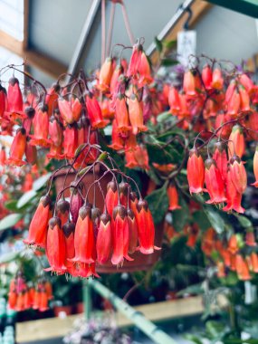 Güzel Kalanchoe delagoensis çiçekleri bitkilerin fidanlığında yetişiyor. Sulu bitki. Bahçe konsepti.