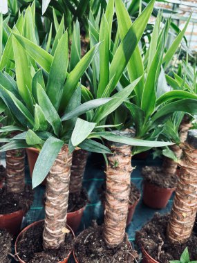 Genç Yucca bitkileri fidanlıkta yetişiyor. Kapalı alan bitkisi. Çiçek ve botanik temalar için mükemmel. Bahçe konsepti.