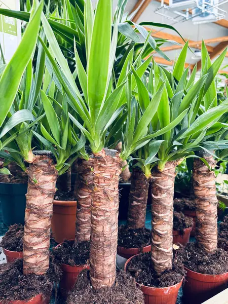 Genç Yucca bitkileri fidanlıkta yetişiyor. Kapalı alan bitkisi. Çiçek ve botanik temalar için mükemmel. Bahçe konsepti.