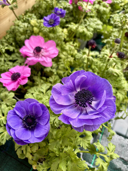 Розовые и фиолетовые цветки анемона в полном расцвете в питомнике растений. Идеально подходит для цветочных и ботанических тем. Садоводческая концепция.