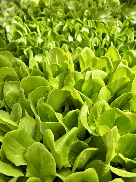 Organik marul arka planı. Taze bahçe ürünleri sağlıklı beslenme konsepti. Çiçek ve botanik temalar için mükemmel. 