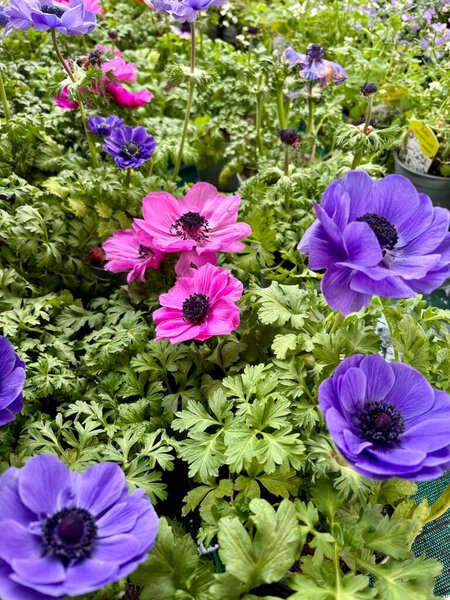 Розовые и фиолетовые цветки анемона в полном расцвете в питомнике растений. Идеально подходит для цветочных и ботанических тем. Садоводческая концепция.