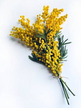 Çiçek kompozisyonu. Beyaz arka planda Mimosa çiçekleri. Bahar konsepti Düz konum, tam üstünde, boşluğu kopyala.