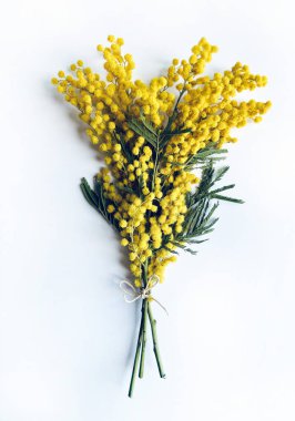 Çiçek kompozisyonu. Beyaz arka planda Mimosa çiçekleri. Bahar konsepti Düz konum, tam üstünde, boşluğu kopyala.