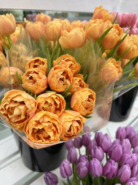 Beautiful orange tulips flowers in full bloom growing in plant nursery. Perfect for floral and botanical themes. Gardening concept.