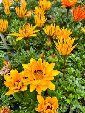 Güzel Gazania ya da çiçek açmış hazine çiçekleri. Çiçek ve botanik temalar için mükemmel. Bahçe konsepti.