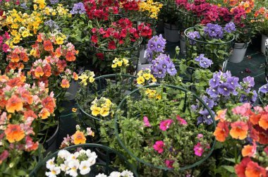 Çiçek açan güzel renkli Nemesia çiçekleri bitkilerin fidanlığında yetişiyor. Çiçek ve botanik temalar için mükemmel. Bahçe konsepti.