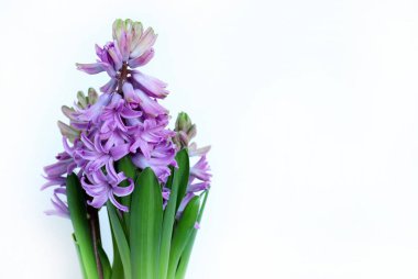 Hyacinth ya da Hyacinthus çiçekleri, beyaz bir arka planda tamamen çiçek açmış vaziyette. Bahar mevsimi.