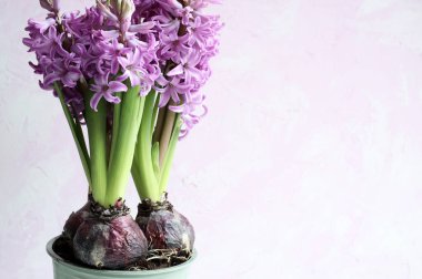 Hyacinth ya da Hyacinthus çiçekleri tamamen açmış bir saksının içinde, pembe tonlarda beyaz bir arka planda izole edilmiş. Bahar mevsimi.