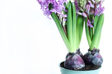 Hyacinth ya da Hyacinthus çiçekleri, beyaz bir arka planda tamamen çiçek açmış vaziyette. Bahar mevsimi.