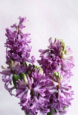 Hyacinth ya da Hyacinthus çiçekleri tamamen açmış bir saksının içinde, pembe tonlarda beyaz bir arka planda izole edilmiş. Bahar mevsimi.