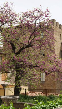 Boboli Bahçeleri, Floransa, Toskana, İtalya 'daki Yehuda ağacı (Cercis silikastrum L.).