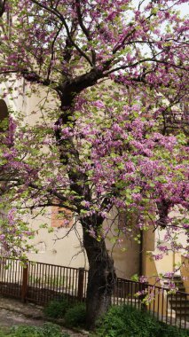 Boboli Bahçeleri, Floransa, Toskana, İtalya 'daki Yehuda ağacı (Cercis silikastrum L.).