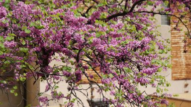 Boboli Bahçeleri, Floransa, Toskana, İtalya 'daki Yehuda ağacı (Cercis silikastrum L.).