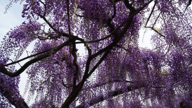 Floransa, İtalya 'daki Bardini Garden' da çiçek açan güzel salkımlar. Çin Wisteria çiçekleri (Fabaceae Wisteria sinensis).