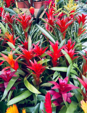 Bir fidanlıkta Guzman Bromelia çiçekleri. Ebedi ve yemyeşil bir bitki. Bahçe konsepti.