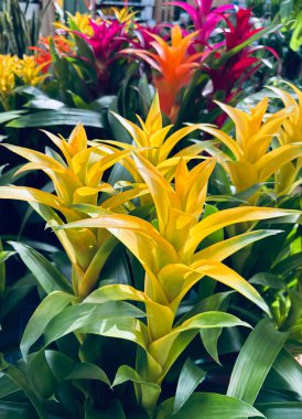 Bir fidanlıkta Guzman Bromelia çiçekleri. Ebedi ve yemyeşil bir bitki. Bahçe konsepti.