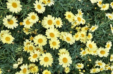 Sarı Euryops pectinatus, sarı papatya çalısı olarak da bilinir. Asteraceae ailesi. Bahçe konsepti.