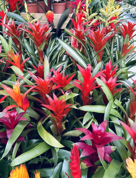 Bir fidanlıkta Guzman Bromelia çiçekleri. Ebedi ve yemyeşil bir bitki. Bahçe konsepti.