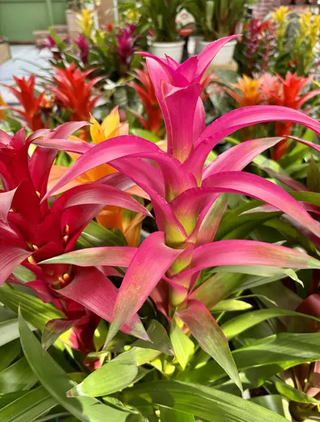 Bir fidanlıkta Guzman Bromelia çiçekleri. Ebedi ve yemyeşil bir bitki. Bahçe konsepti.