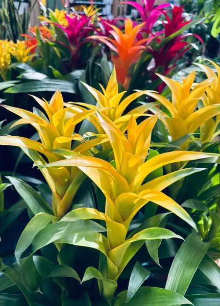 Bir fidanlıkta Guzman Bromelia çiçekleri. Ebedi ve yemyeşil bir bitki. Bahçe konsepti.