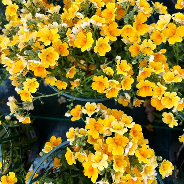 Çiçek açan güzel renkli Nemesia çiçekleri bitkilerin fidanlığında yetişiyor. Çiçek ve botanik temalar için mükemmel. Bahçe konsepti.