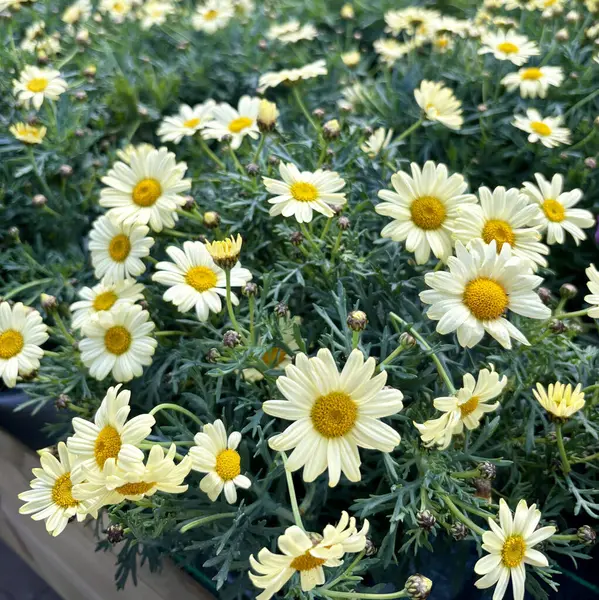 Sarı Euryops pectinatus, sarı papatya çalısı olarak da bilinir. Asteraceae ailesi. Bahçe konsepti.