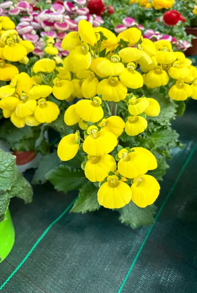 Sarı çiçekli Calceolaria Herbeohibrida fidanlıkta çiçek açıyor. Slipperwort çiçekleri. Bahçe işleri konsepti. Yıllık otçul bitki.