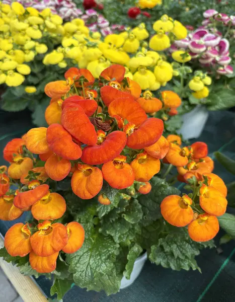 Portakal ve sarı çiçek açan Calceolaria Herbeohybrida kreşte. Slipperwort çiçekleri. Bahçe işleri konsepti. Yıllık otçul bitki.