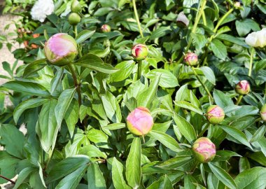 Yaz bahçesinde şakayık tomurcukları. Şakayık çiçekleri. Çiçek ve botanik temalar için mükemmel. Bahçıvanlık fikri.