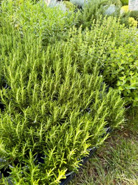 Yaz bahçesinde yeşil biberiye. Çiçek ve botanik temalar için mükemmel. Bahçe konsepti.