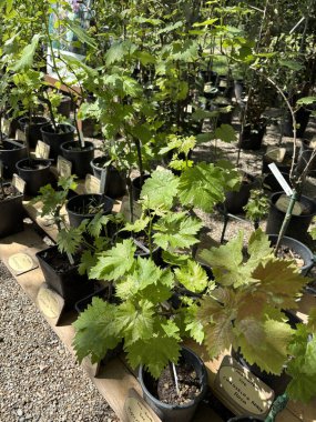 Çocuk yuvası pazarında yeşil yapraklı üzüm fideleri. Çiçek ve botanik temalar için mükemmel. Bahçe konsepti.