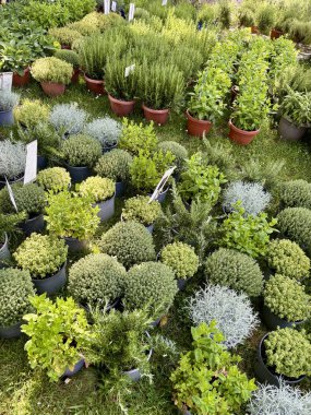 Çocuk yuvası pazarında çeşitli aromatik otlar. Bahçe konsepti.