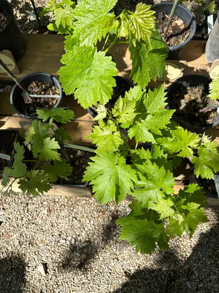 Çocuk yuvası pazarında yeşil yapraklı üzüm fideleri. Çiçek ve botanik temalar için mükemmel. Bahçe konsepti.