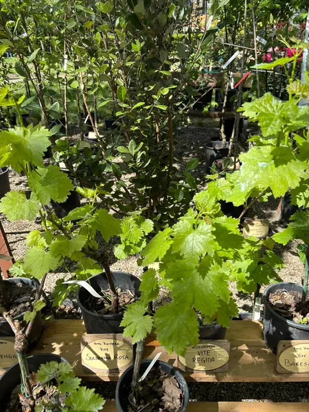 Çocuk yuvası pazarında yeşil yapraklı üzüm fideleri. Çiçek ve botanik temalar için mükemmel. Bahçe konsepti.