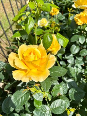 Gül çiçeği. Sarı güller yaz bahçesinde çiçek açar. Güller açıyor. Çiçek ve botanik temalar için mükemmel. Bahçe konsepti.