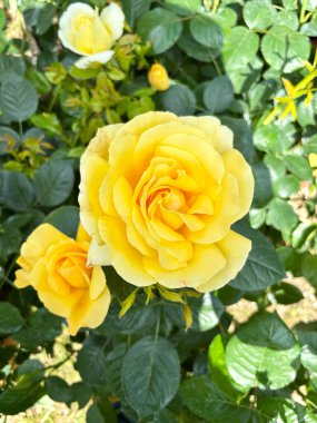 Gül çiçeği. Sarı güller yaz bahçesinde çiçek açar. Güller açıyor. Çiçek ve botanik temalar için mükemmel. Bahçe konsepti.