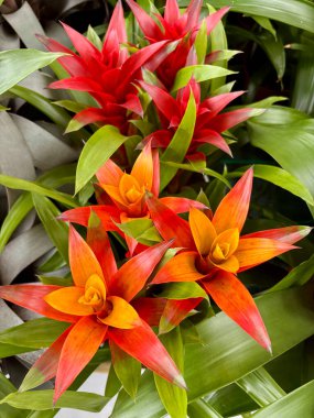 Bir fidanlıkta Guzman Bromelia çiçekleri. Ebedi ve yemyeşil bir bitki. Bahçe konsepti.