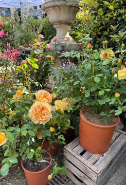 Gül çiçeği. Yaz bahçesinde güzel sarı güller açar. Güller açıyor. Çiçek ve botanik temalar için mükemmel. Bahçe konsepti.