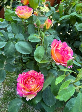 Gül çiçeği. Yaz bahçesinde güzel kırmızı güller açar. Güller açıyor. Çiçek ve botanik temalar için mükemmel. Bahçe konsepti.