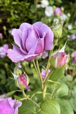 Gül çiçeği. Yaz bahçesinde güzel mor güller açar. Güller açıyor. Çiçek ve botanik temalar için mükemmel. Bahçe konsepti.