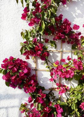Beyaz bir duvarda güzel pembe Bougainvillea çiçekleri. Deniz çiçekleri. Bahçe konsepti.