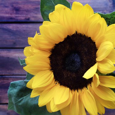 Ahşap bir arka planda izole edilmiş ayçiçeği. Tam üstte. Boşluğu kopyala.