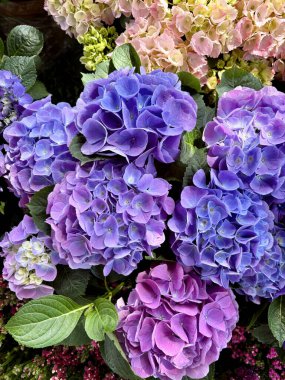 Pembe ve beyaz ortanca çiçekleri yazın bahçede çiçek açıyor. Hortensiya çok renkli çiçekler. Ortancalı güzel bir bahçe.